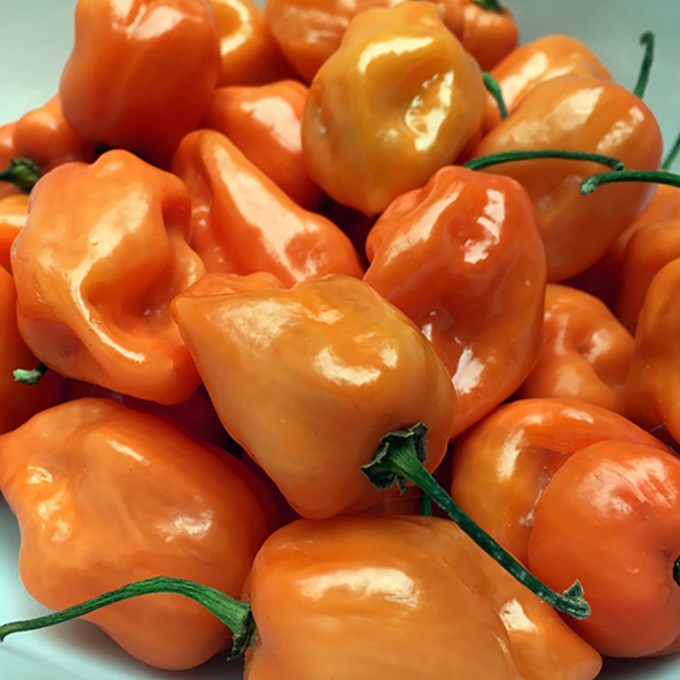 habanero